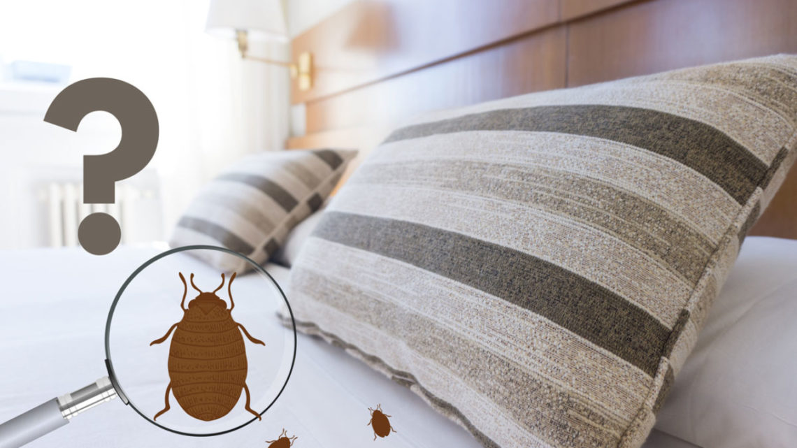 Comment vérifier les punaises de lit en auto-inspectant votre maison ou votre appartement